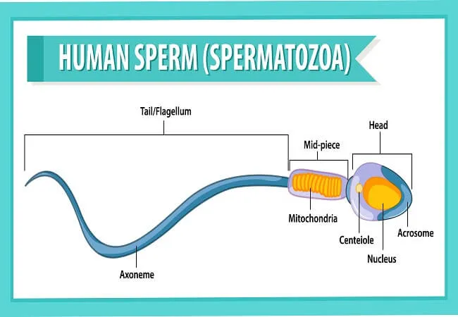 Sperm Cramps: Causes and Relief for Men's Health 3 Sperm Cramps