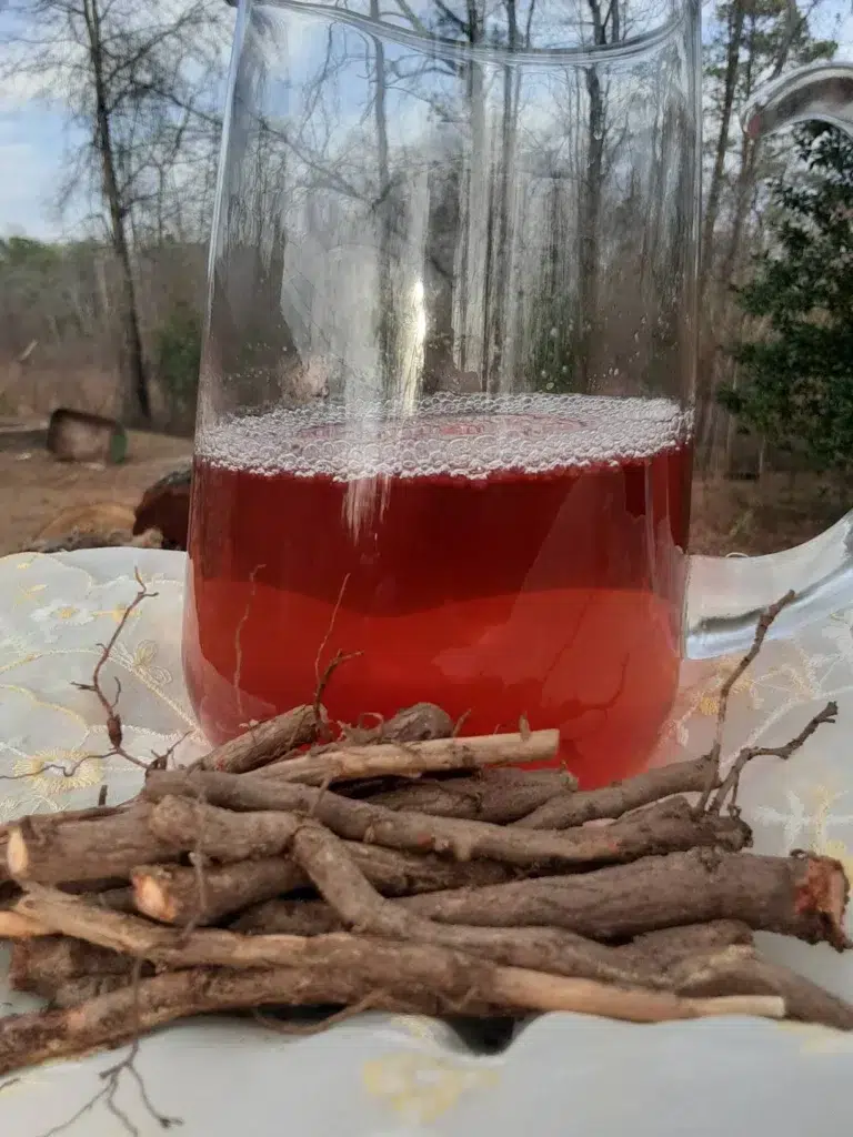 Sassafras Tea