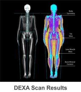 Muscle Mass Percentage